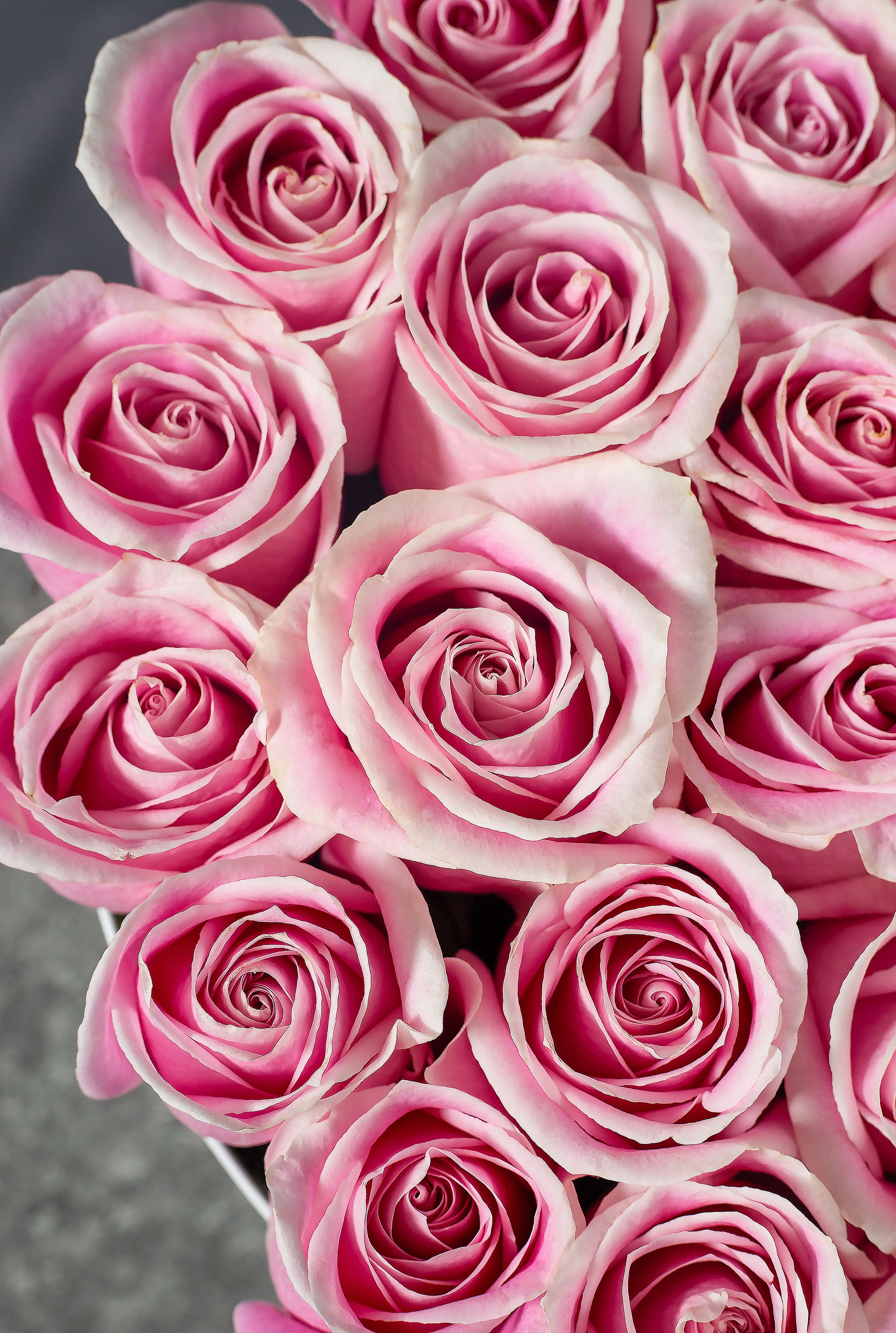 Pink Rose - Hatbox - Image 2
