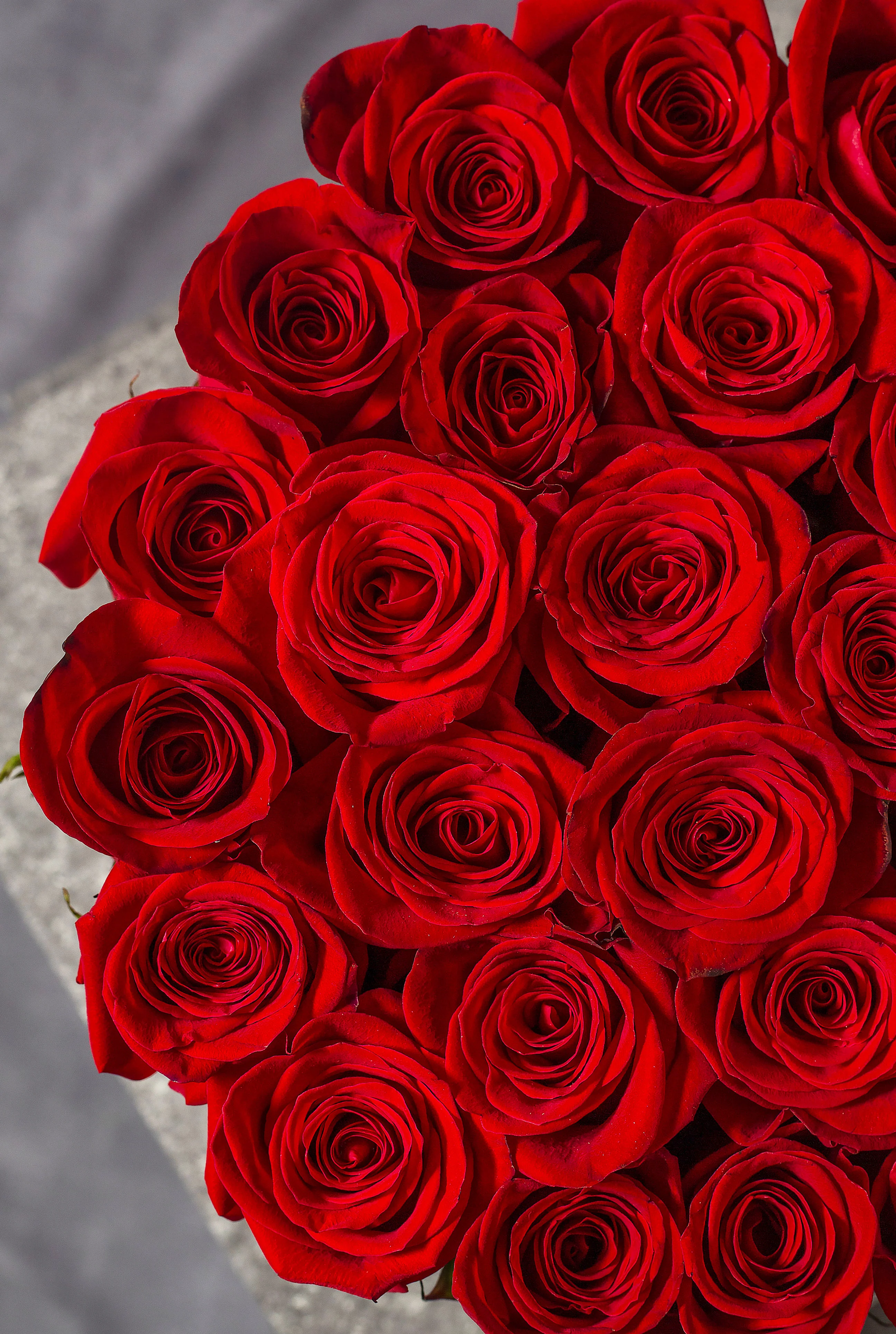 Red Rose - Hatbox - Image 2