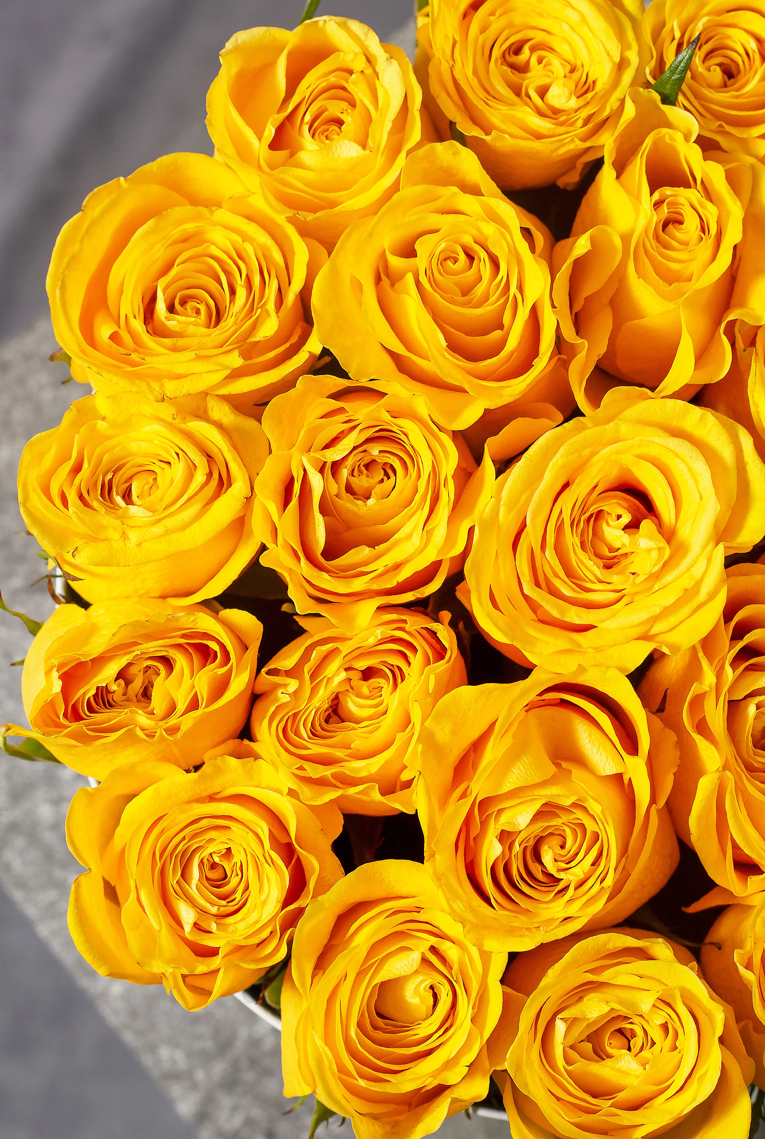 Yellow Rose - Hatbox - Image 2